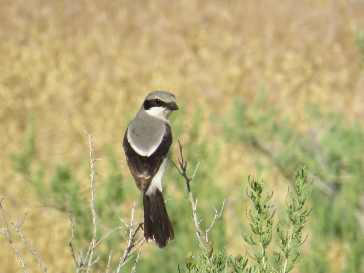 Loggerhead Shrike - ML581227271