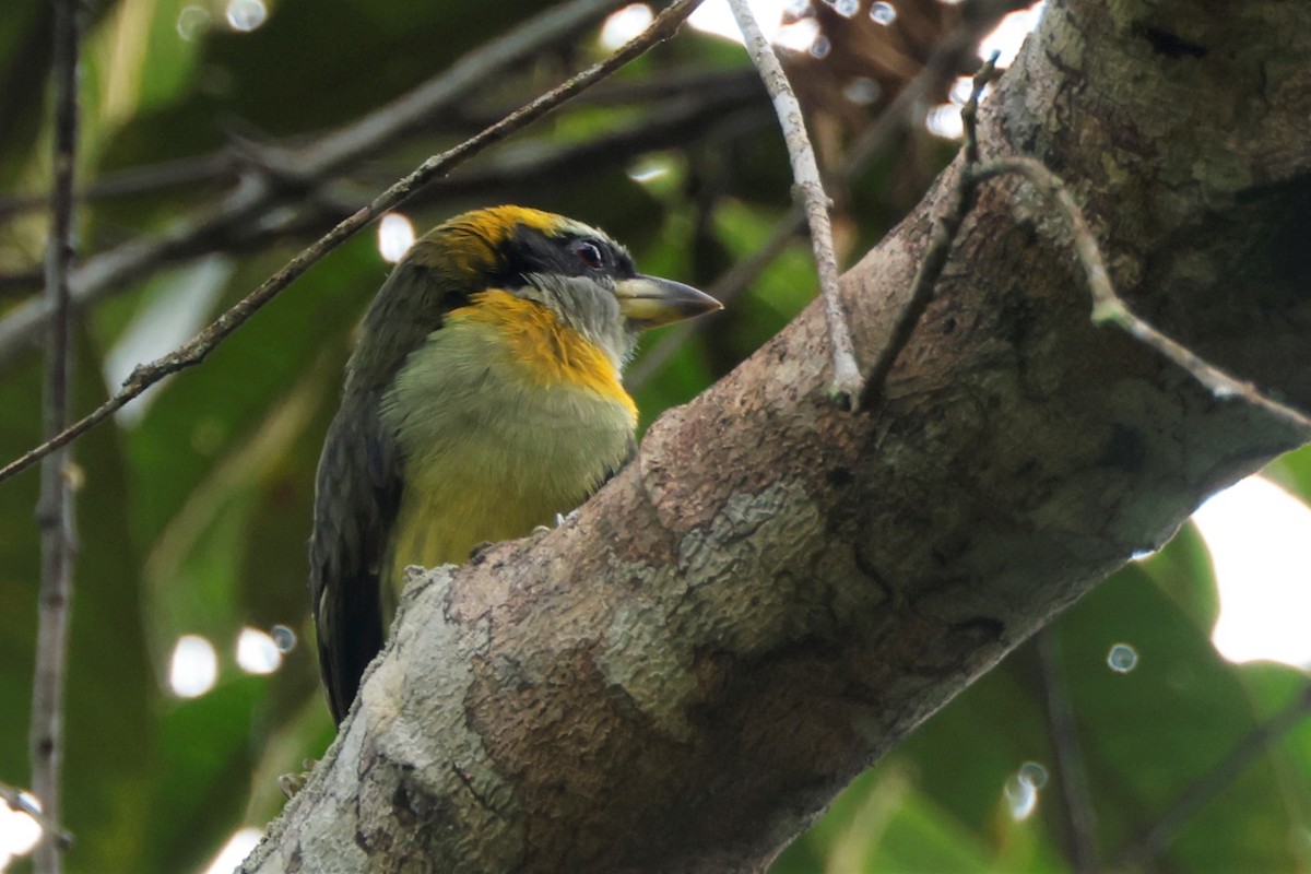 Lemon-throated Barbet - ML581227391