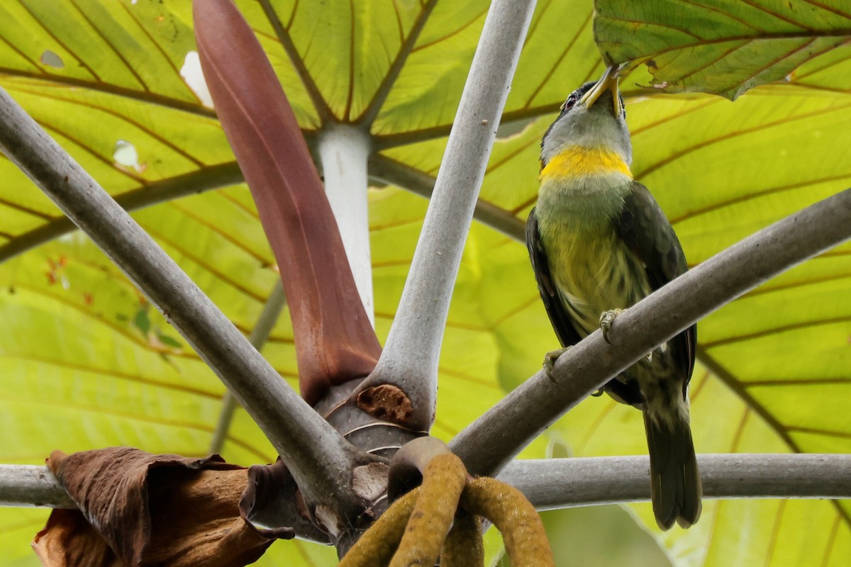 Lemon-throated Barbet - ML581227411