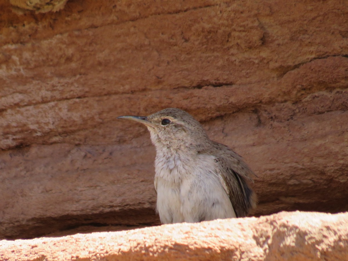 Rock Wren - ML581227571
