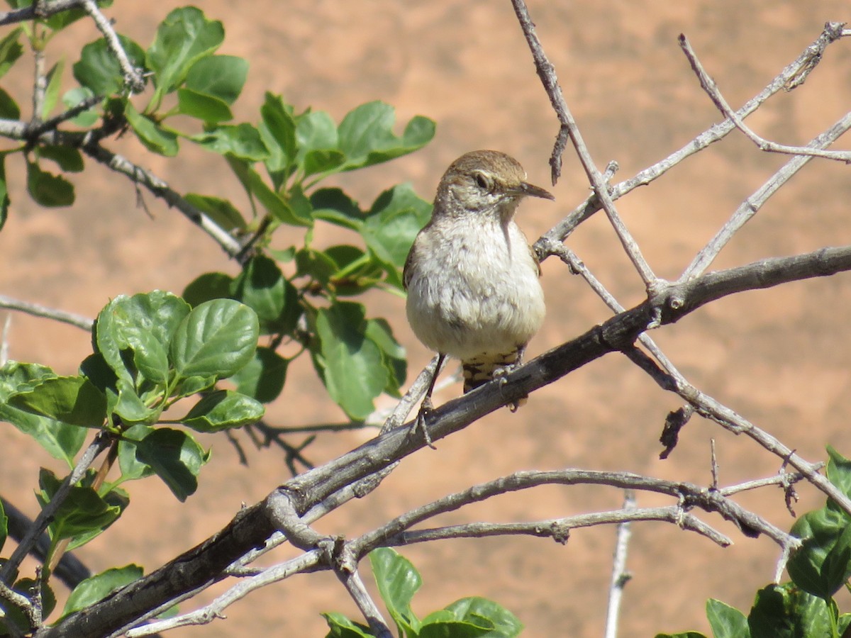 Rock Wren - ML581227581