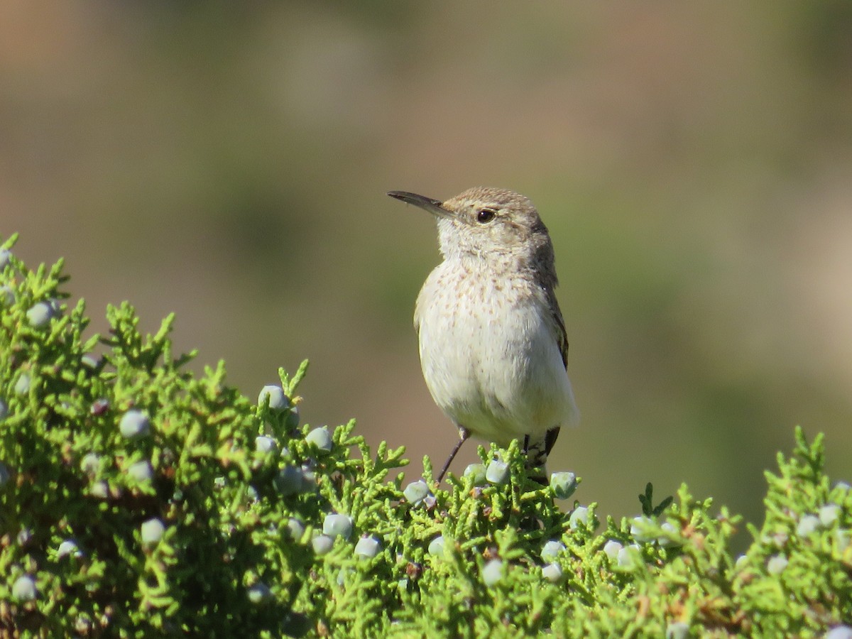 Rock Wren - ML581227591