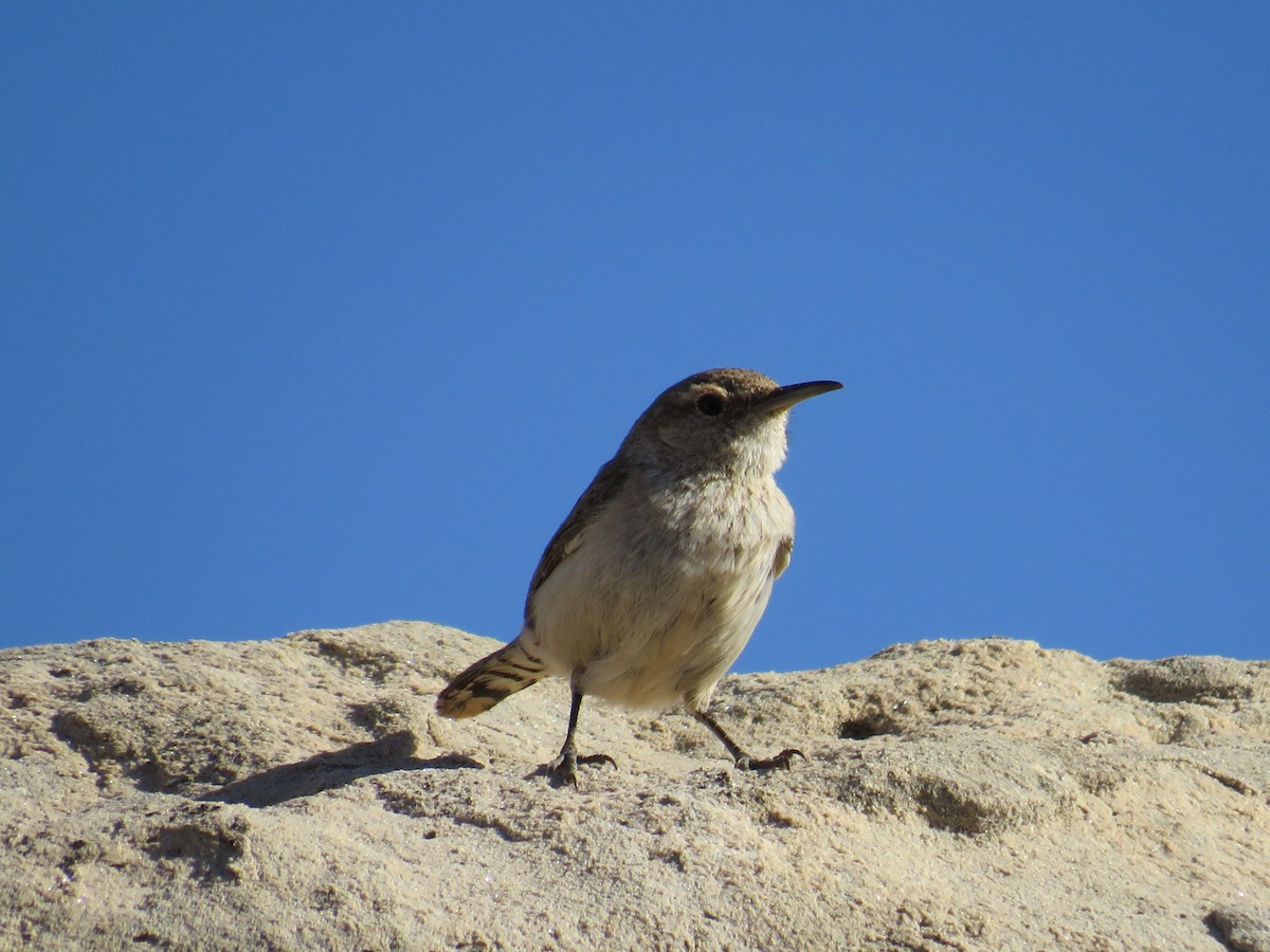 Rock Wren - ML581227601