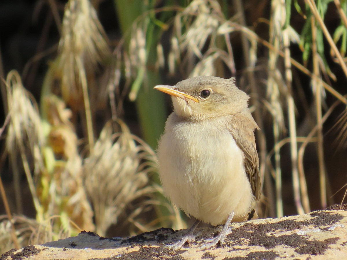 Rock Wren - ML581227611