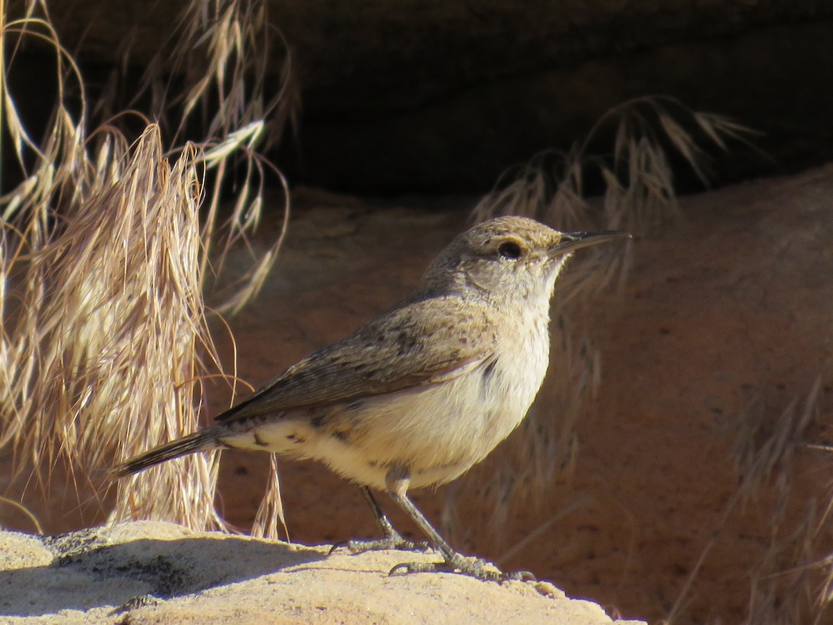 Rock Wren - ML581227621