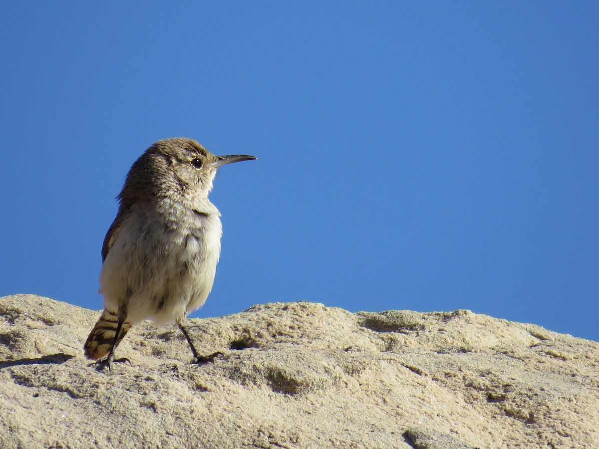 Rock Wren - ML581227631
