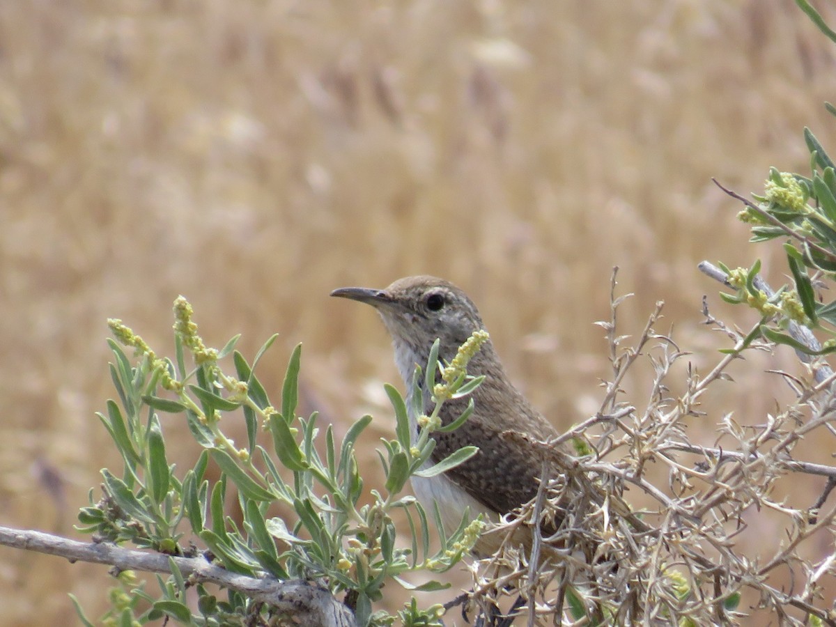 Rock Wren - ML581227641