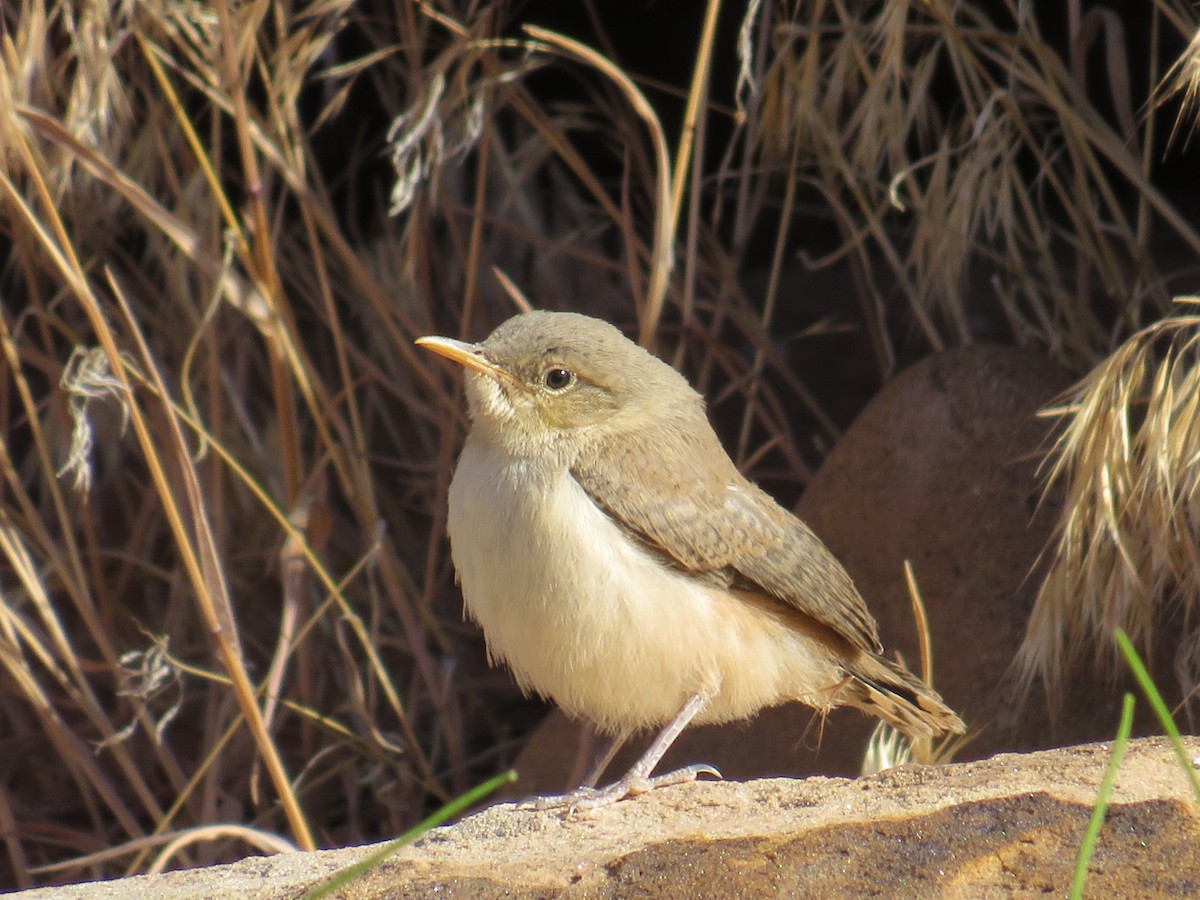 Rock Wren - ML581227651