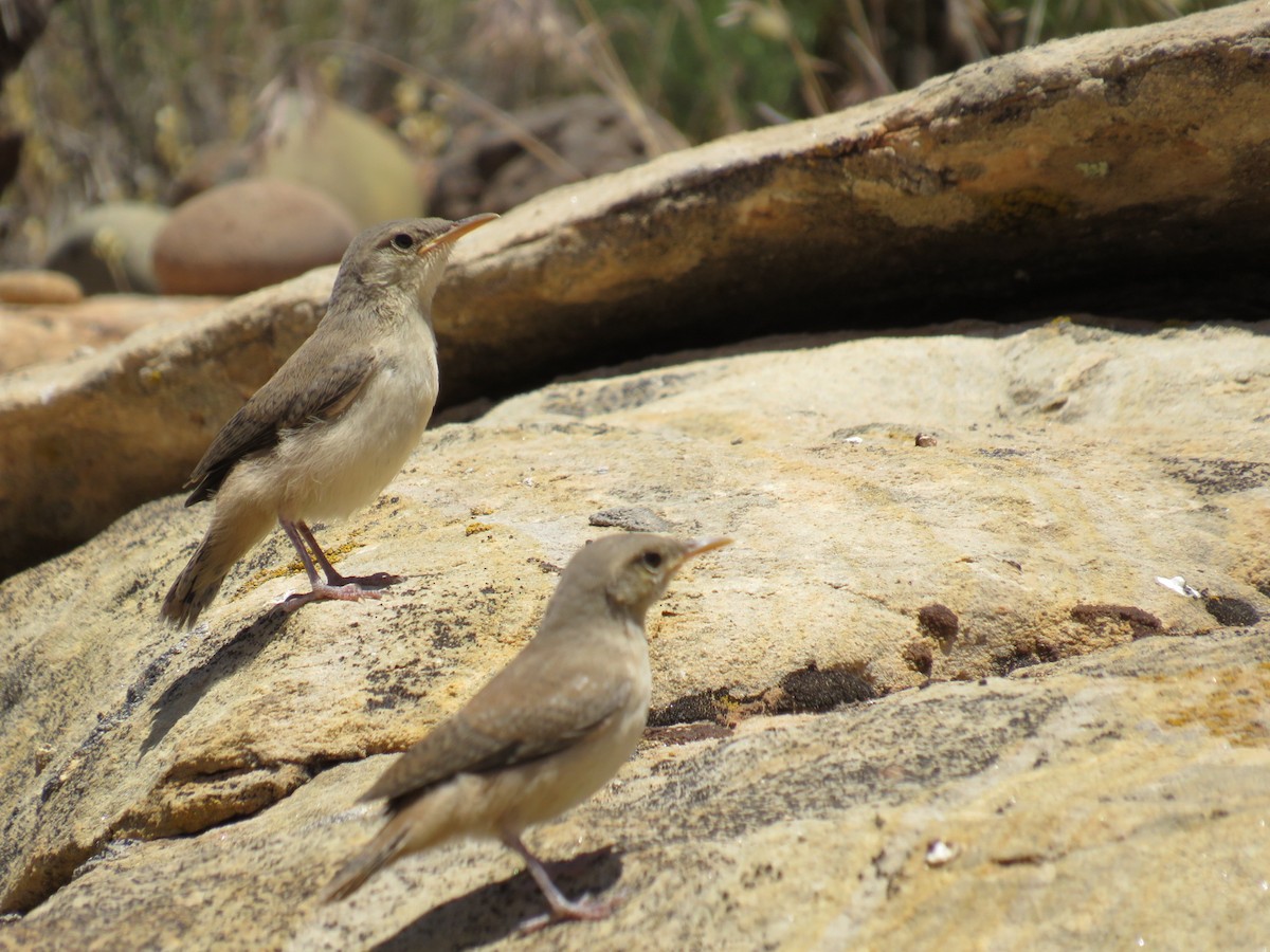 Rock Wren - ML581227661
