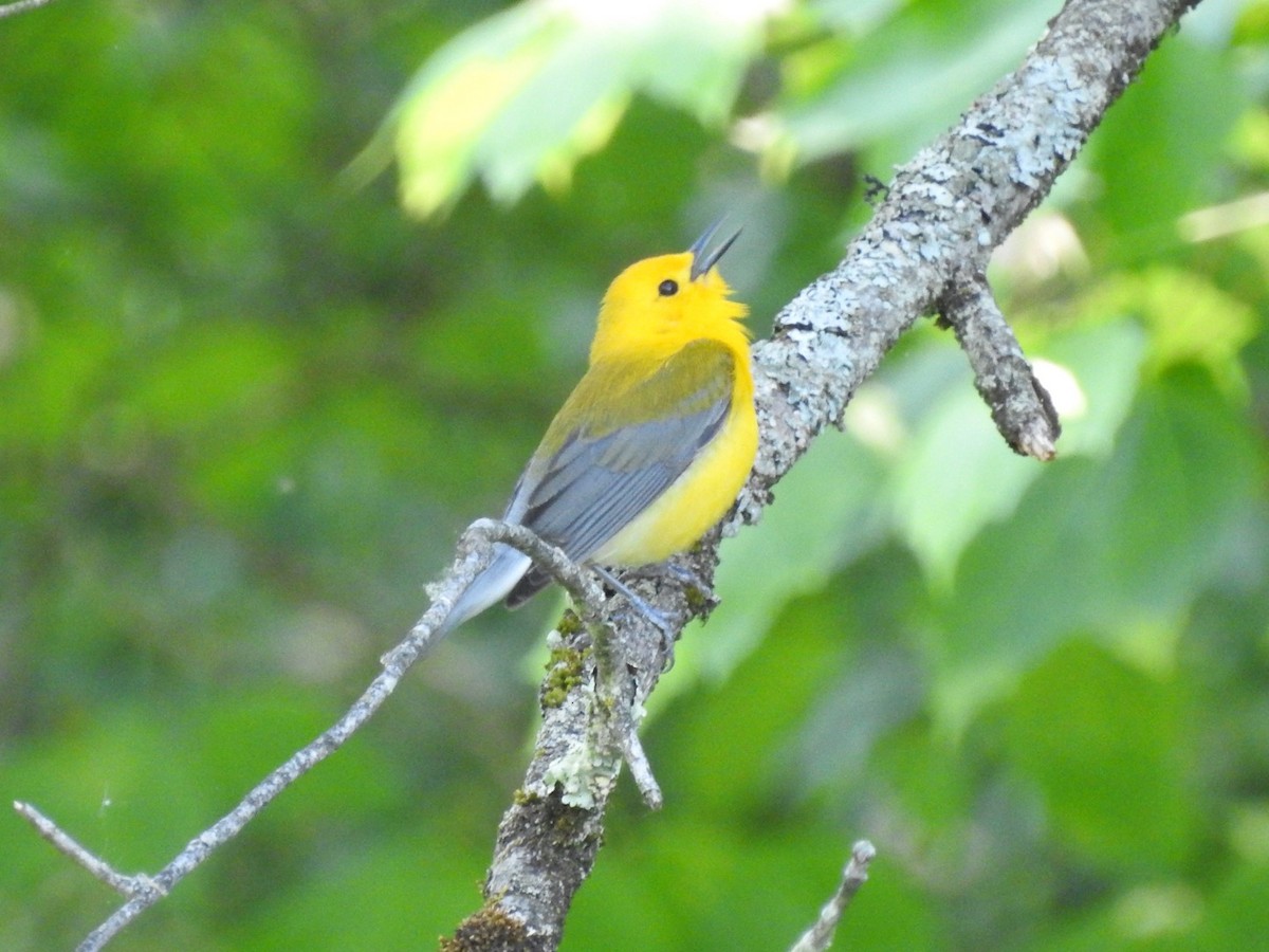 Prothonotary Warbler - ML581228251