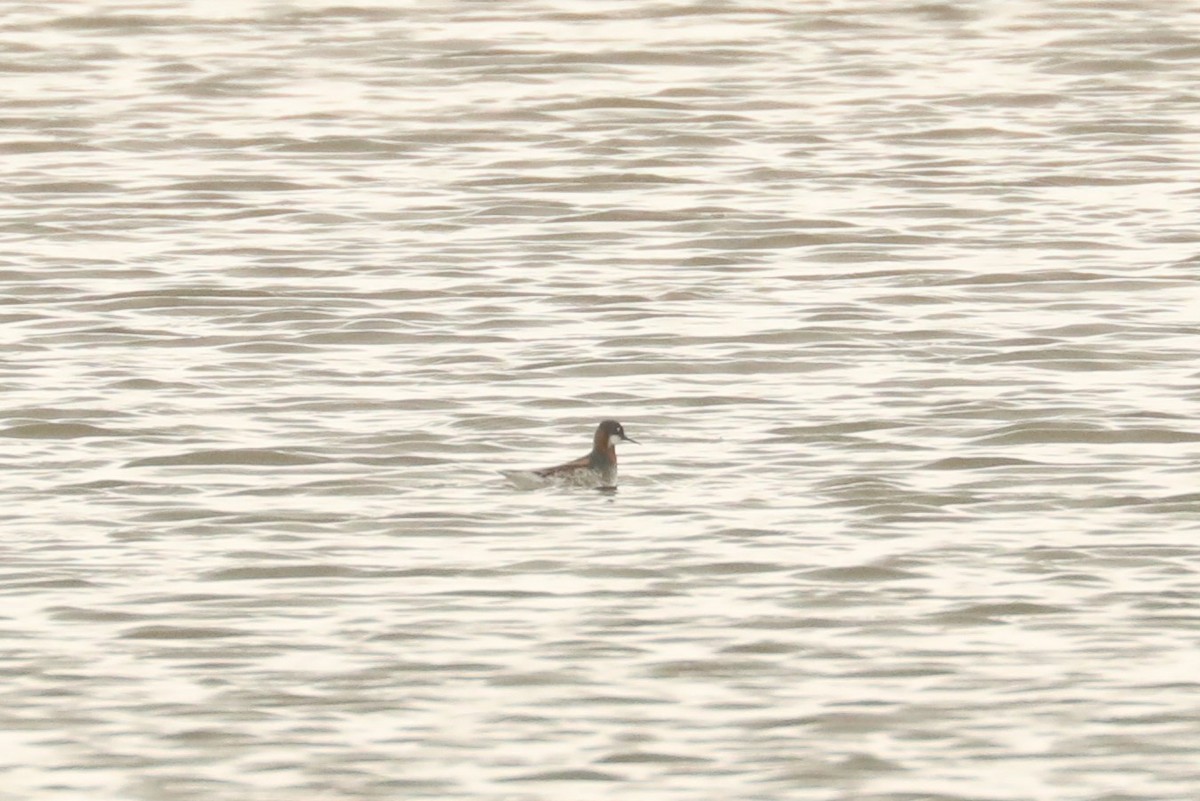 Red-necked Phalarope - ML581228291