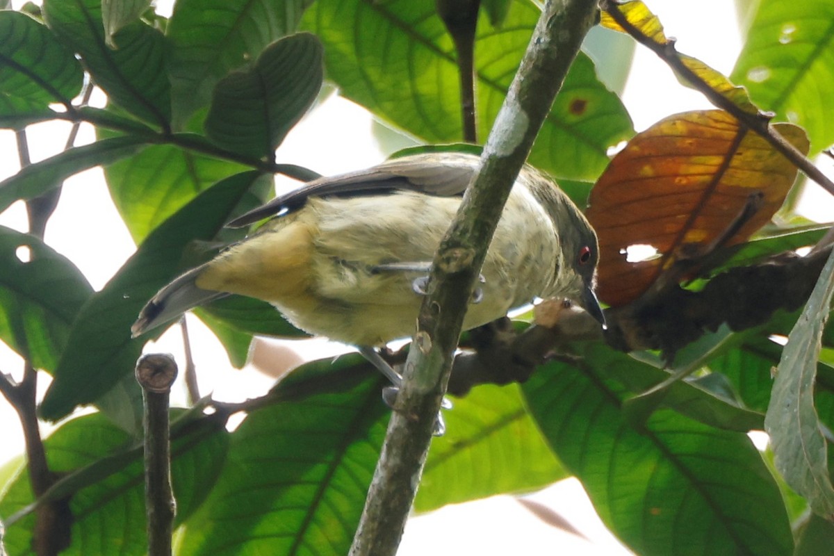 Chestnut-vented Conebill - ML581228521