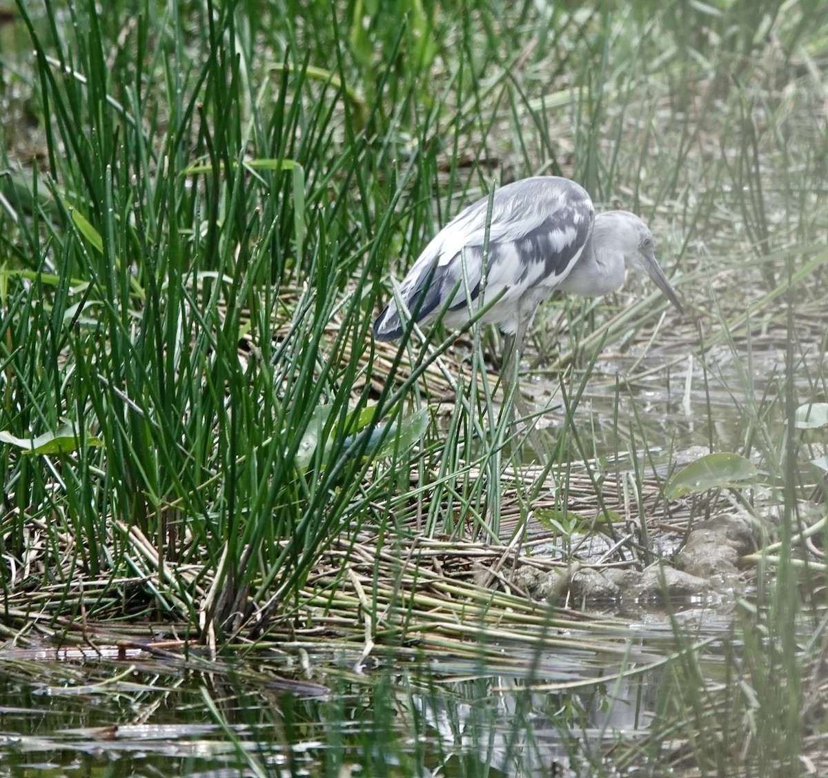 Little Blue Heron - Jeanne-Marie Maher