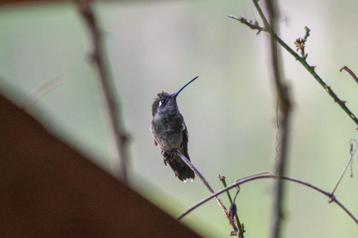 kolibřík skvostný - ML581228951