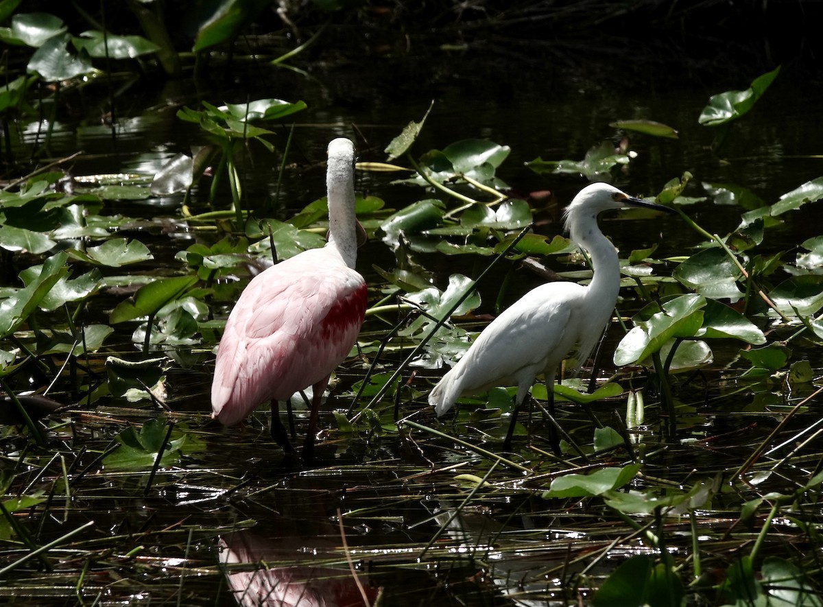 Snowy Egret - Jeanne-Marie Maher