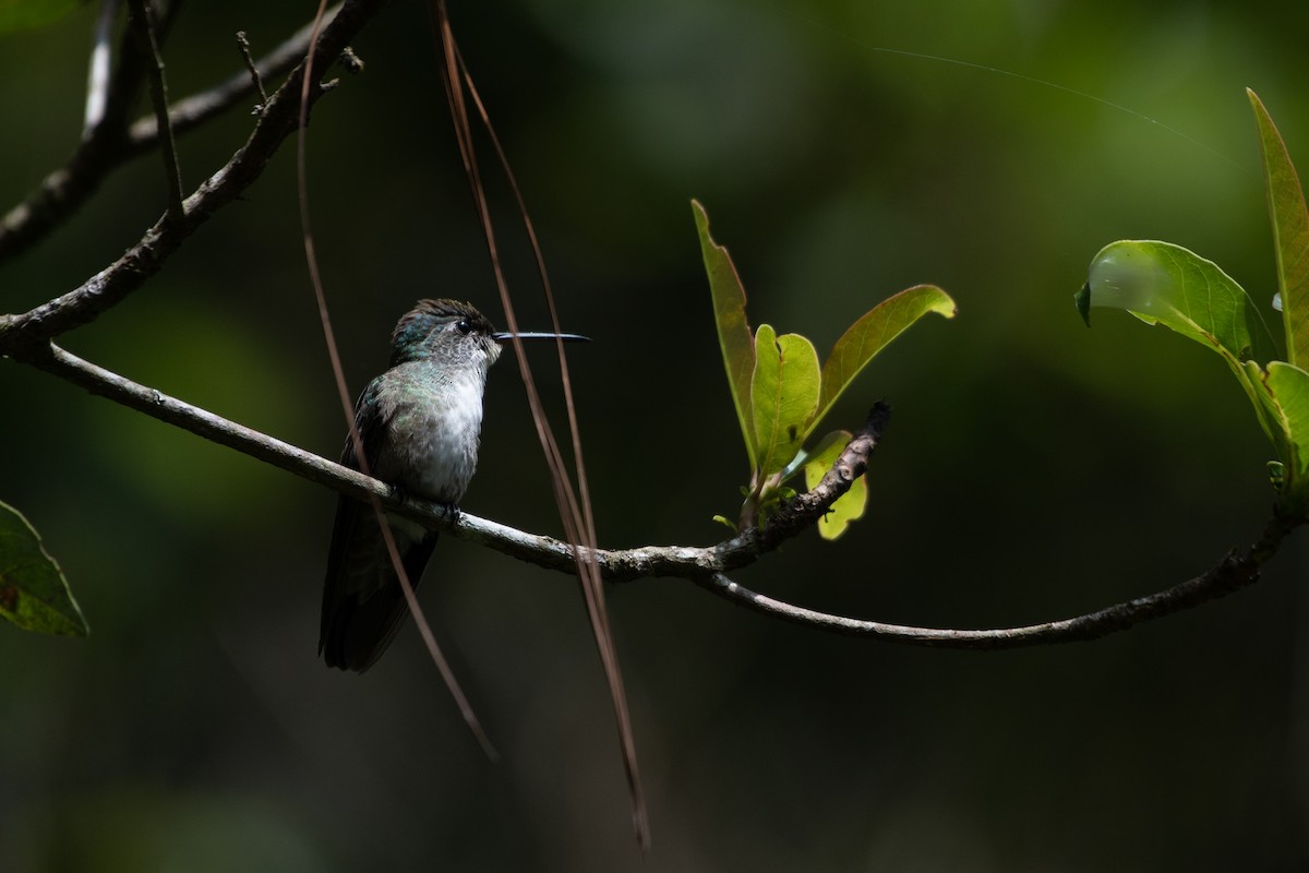 kolibřík azurovotemenný - ML581229091