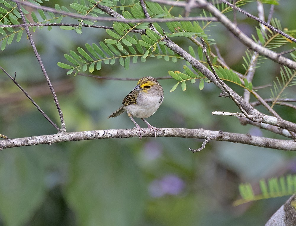 Yellow-browed Sparrow - ML581229251