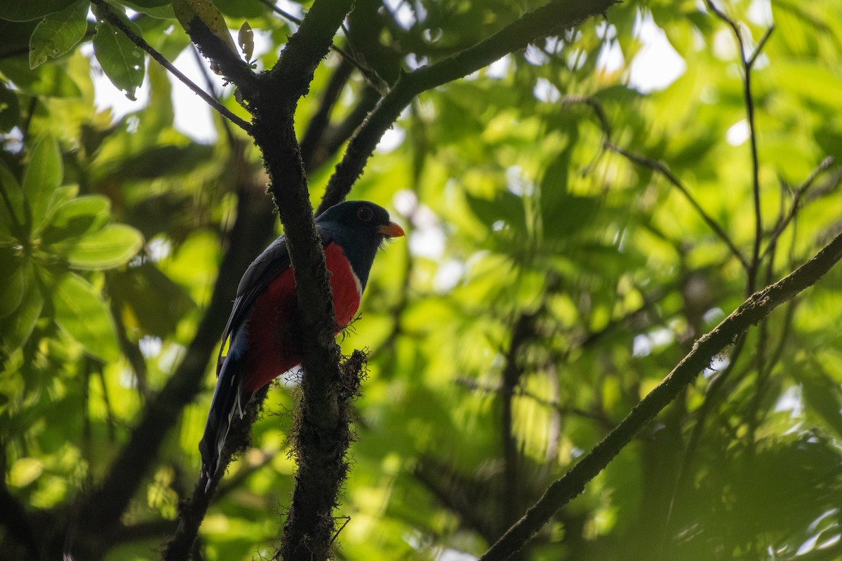 mexicotrogon - ML581229401