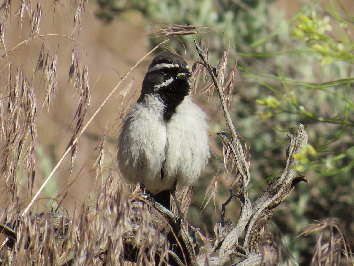 Black-throated Sparrow - ML581229651