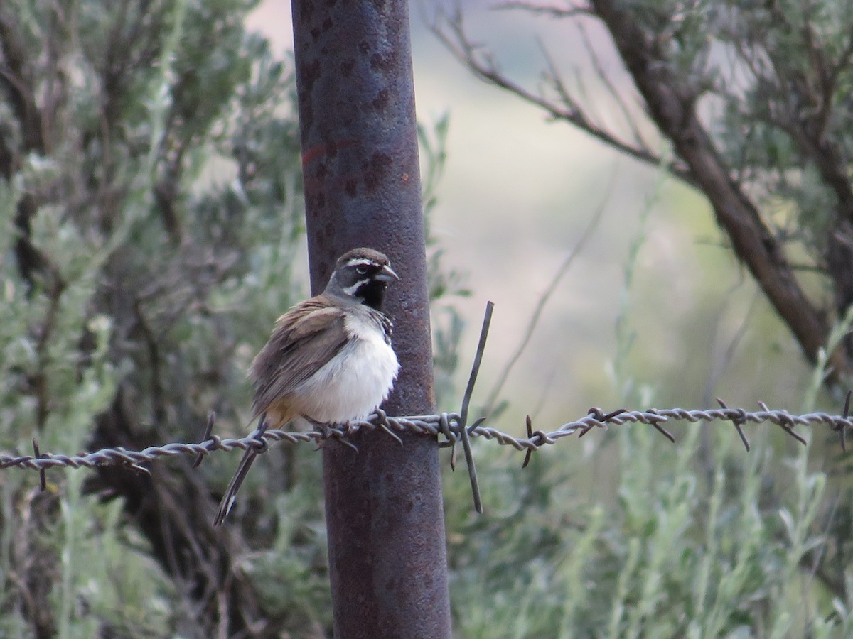Black-throated Sparrow - ML581229661