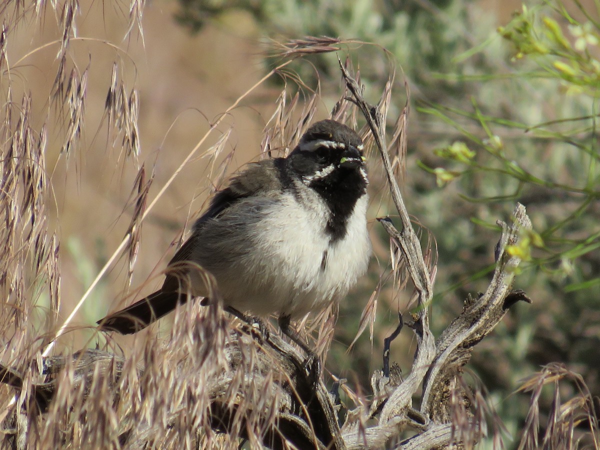 Black-throated Sparrow - ML581229671