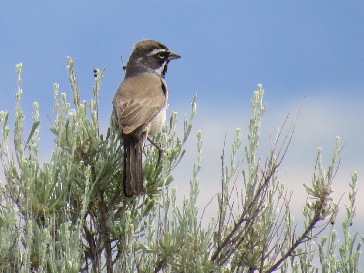 Black-throated Sparrow - ML581229681