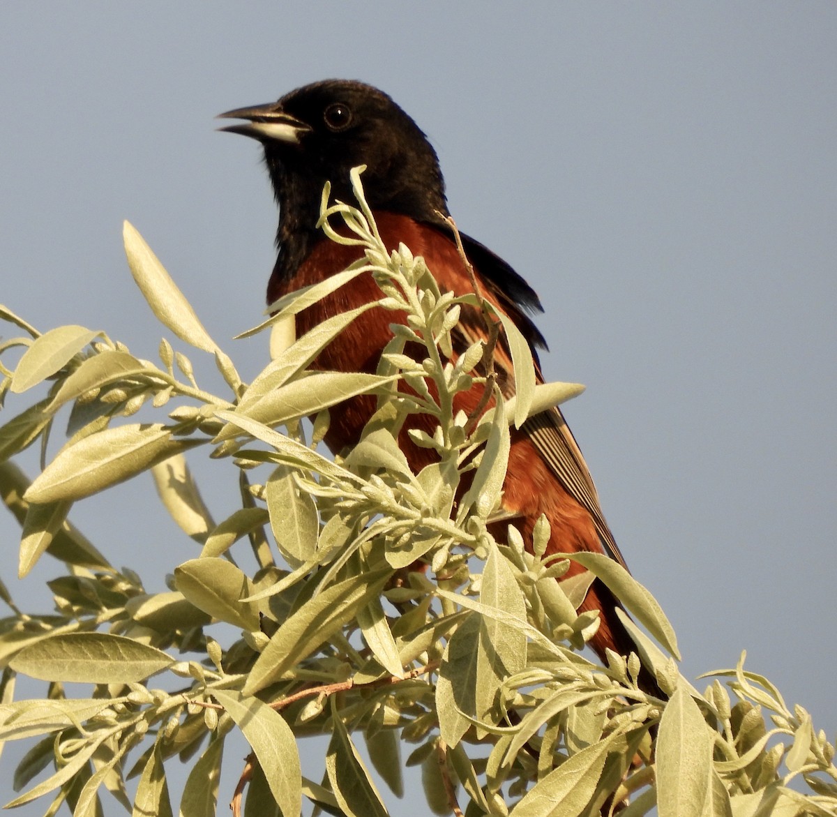 Orchard Oriole - ML581230581
