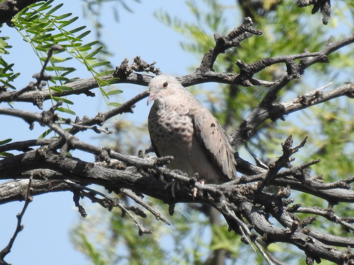 Common Ground Dove - ML581230661