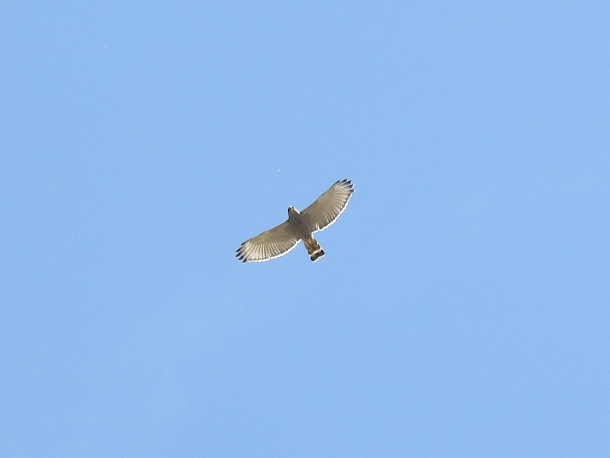 Gray Hawk - ML581230731