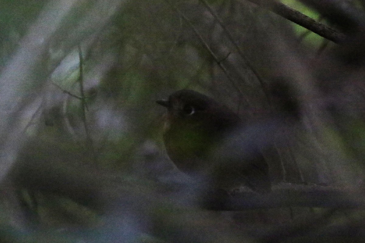 Leymebamba Antpitta - Joe Gyekis