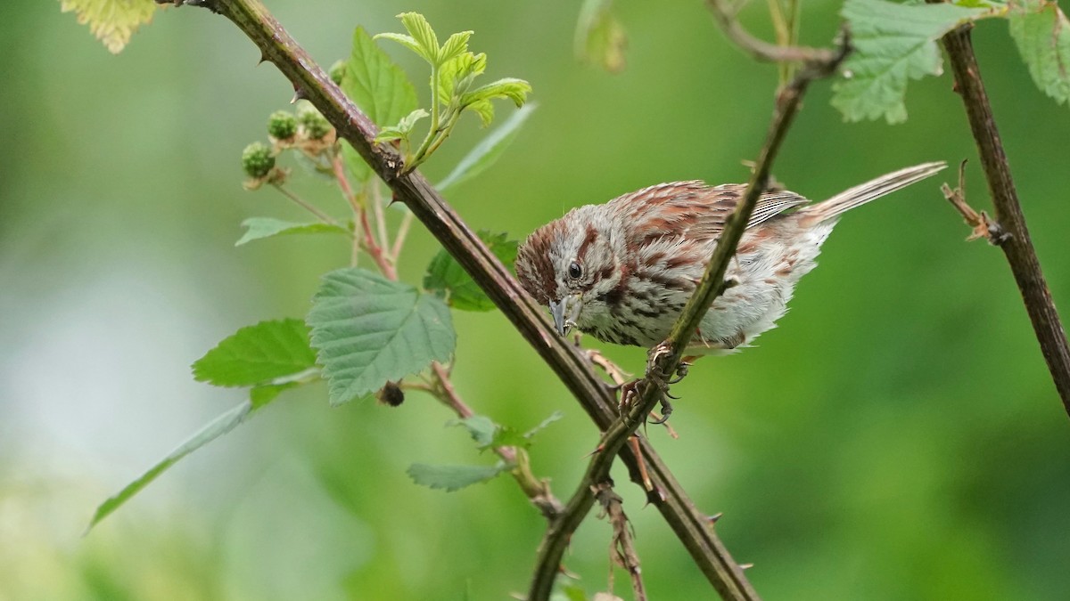 Song Sparrow - Indira Thirkannad