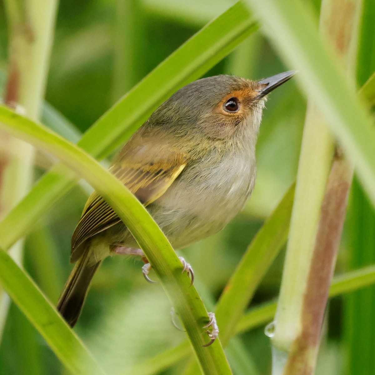 Rusty-fronted Tody-Flycatcher - ML581232371