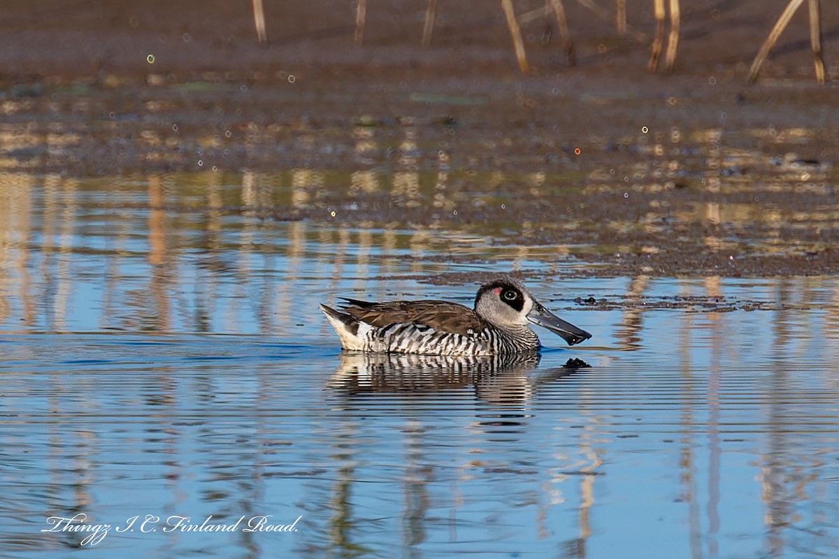 Pink-eared Duck - ML581233011