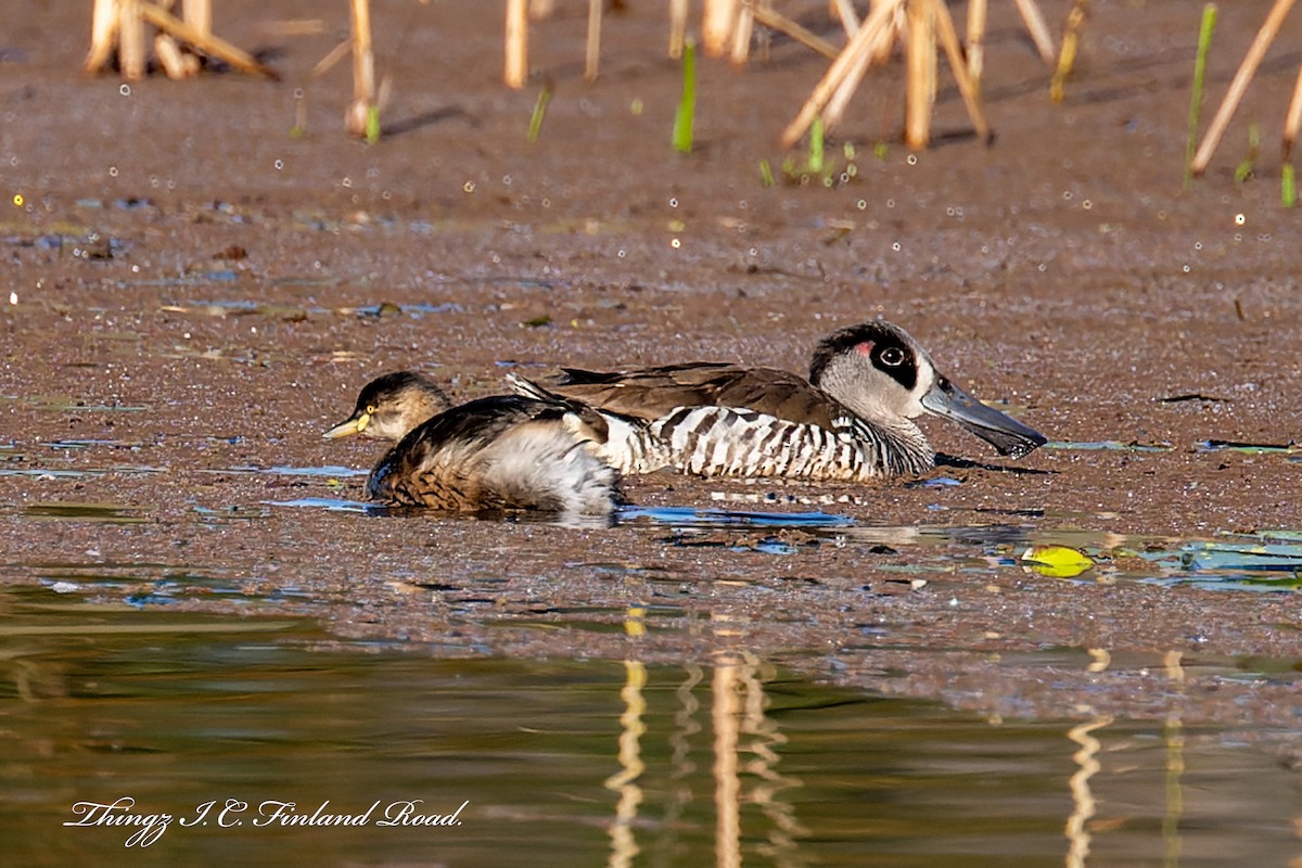 Pink-eared Duck - ML581233021