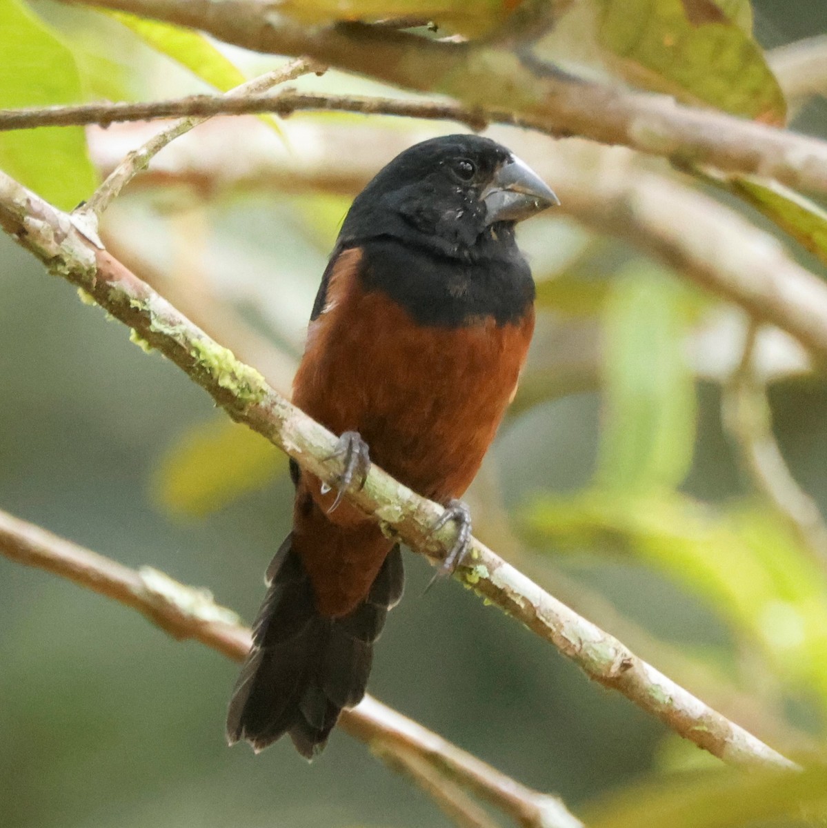 Chestnut-bellied Seed-Finch - ML581233871