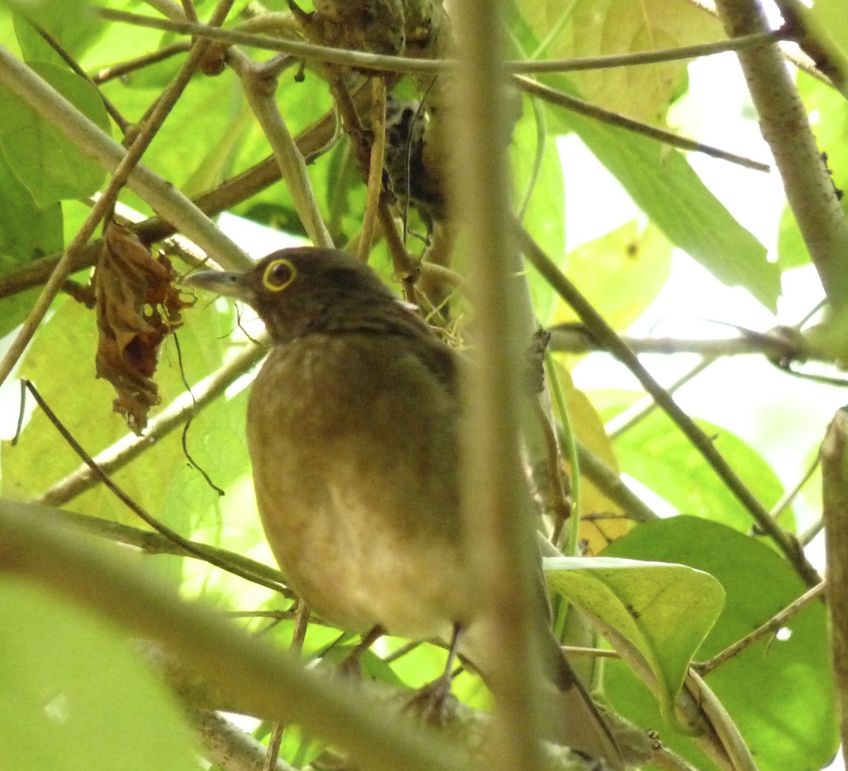 White-throated Thrush (Dagua) - ML581234541