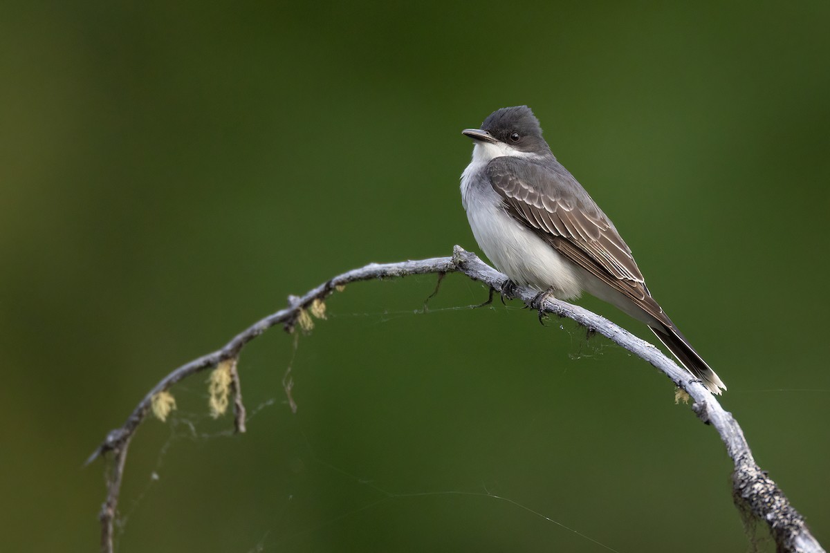 Eastern Kingbird - ML581234581