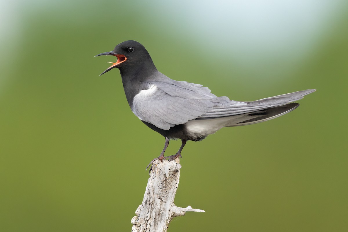 Black Tern - ML581235401