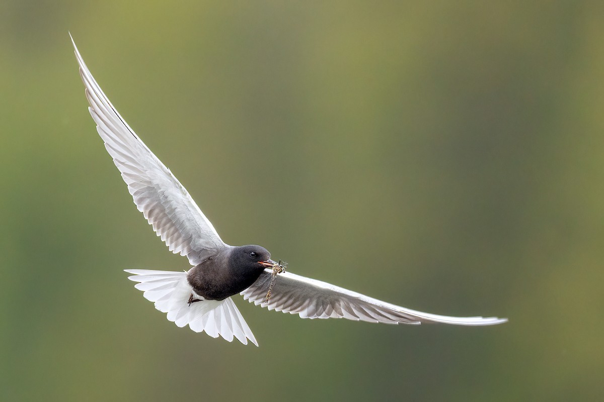 Black Tern - ML581235461