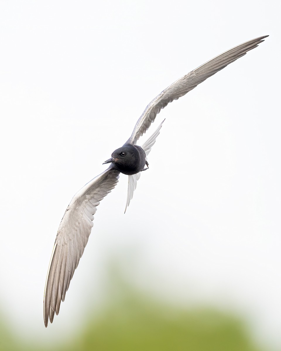 Black Tern - ML581235501