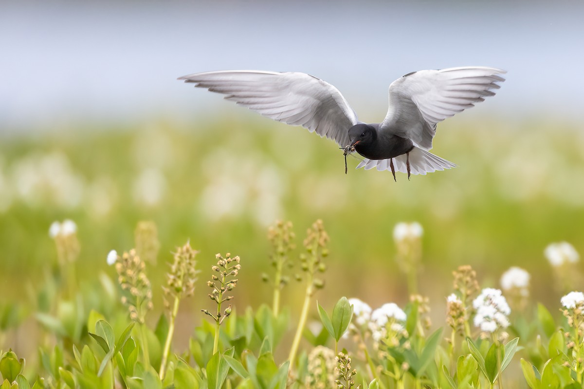 Black Tern - ML581235581