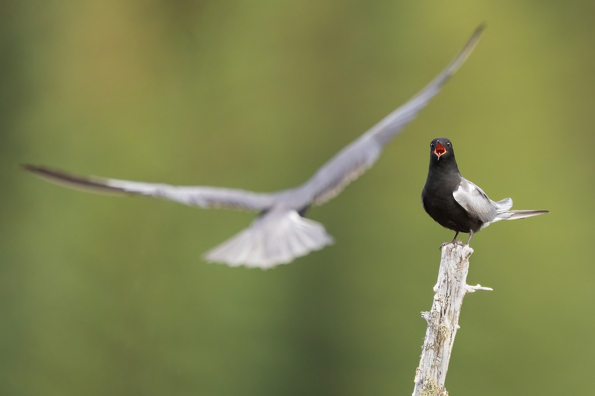 Black Tern - ML581235631