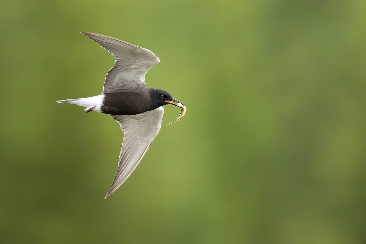 Black Tern - ML581235681