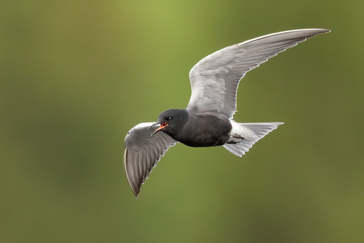 Black Tern - ML581235721