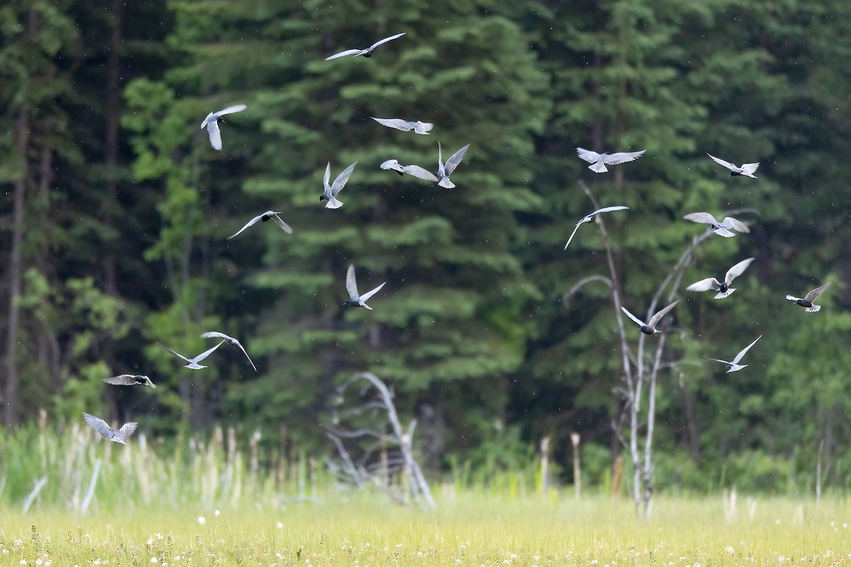 Black Tern - ML581235871