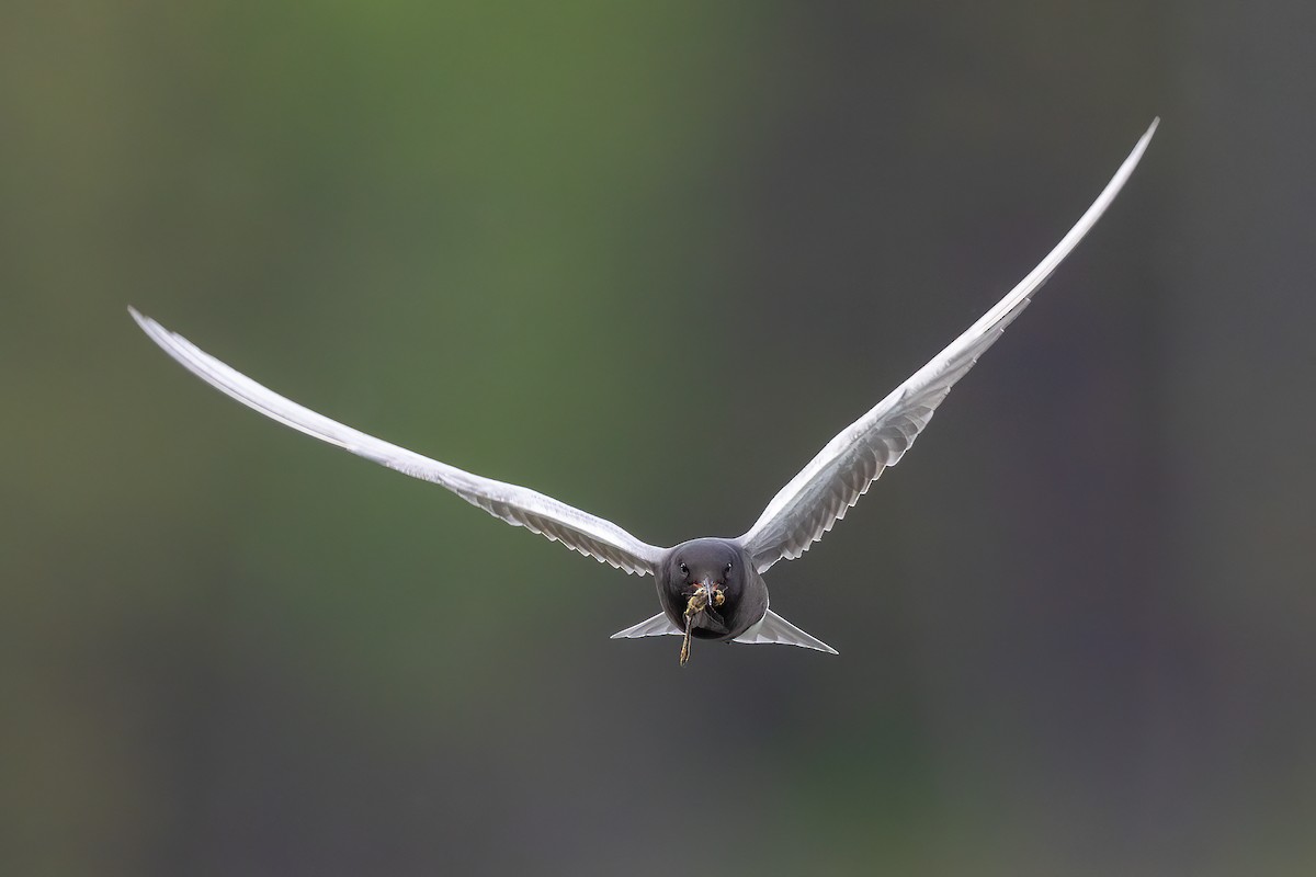 Black Tern - ML581235911