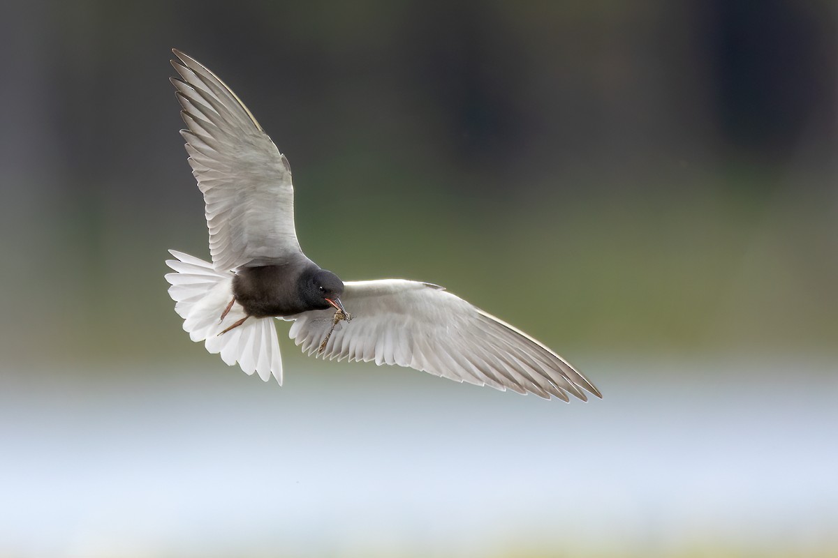 Black Tern - ML581236001