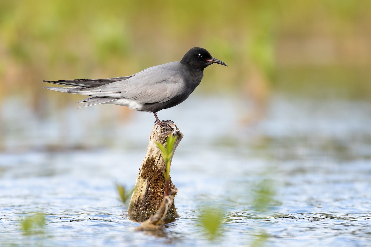 Black Tern - ML581236041