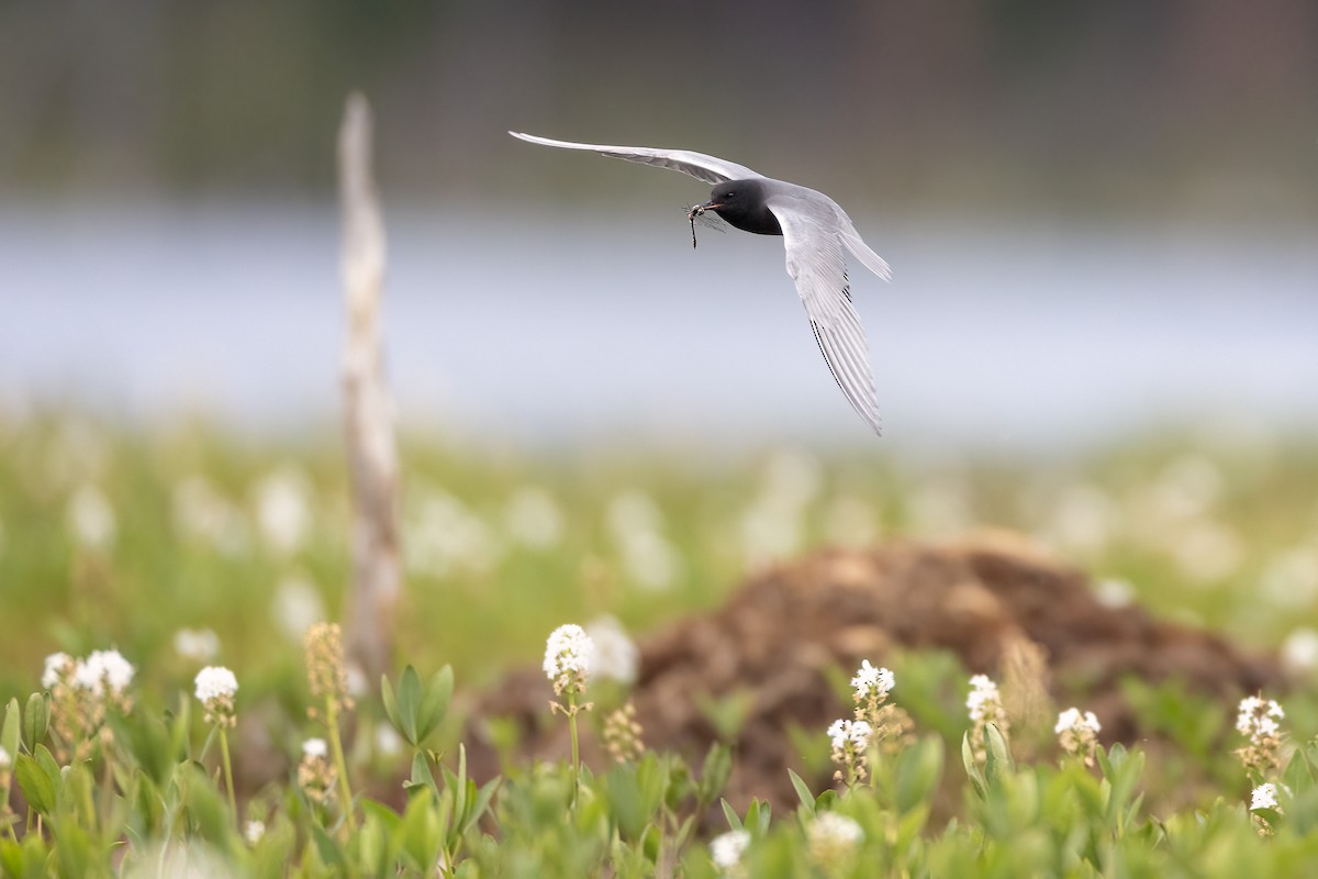 Black Tern - ML581236081