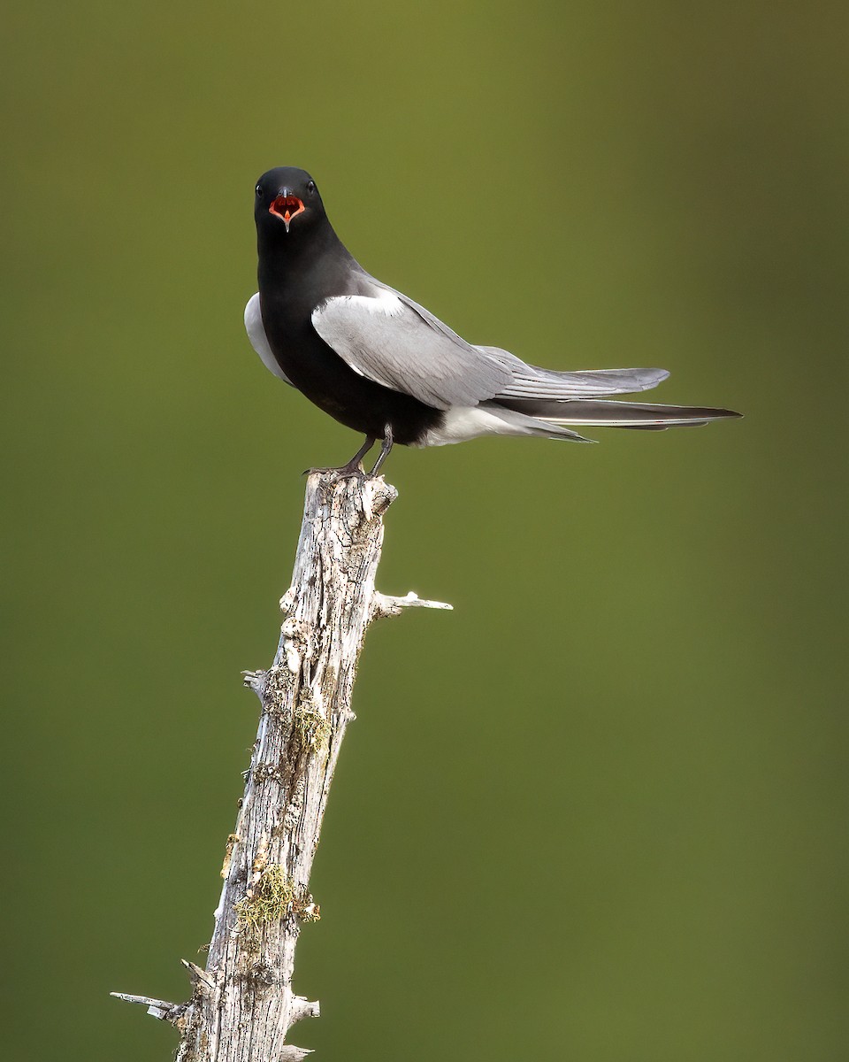 Black Tern - ML581236371